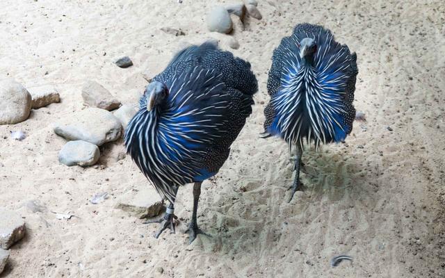 blue birds on the beach