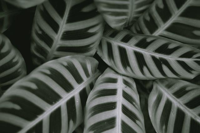 Green mosaic leaves