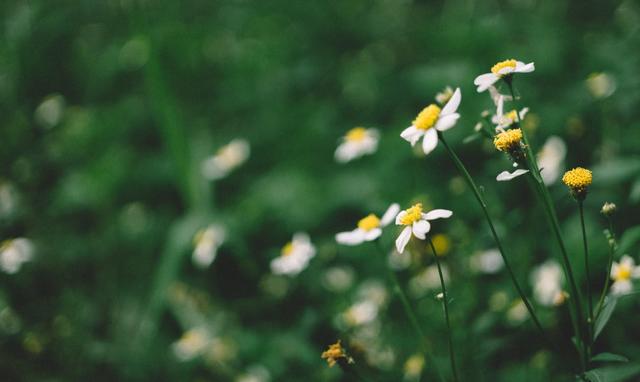 Flower Chamomile Plant