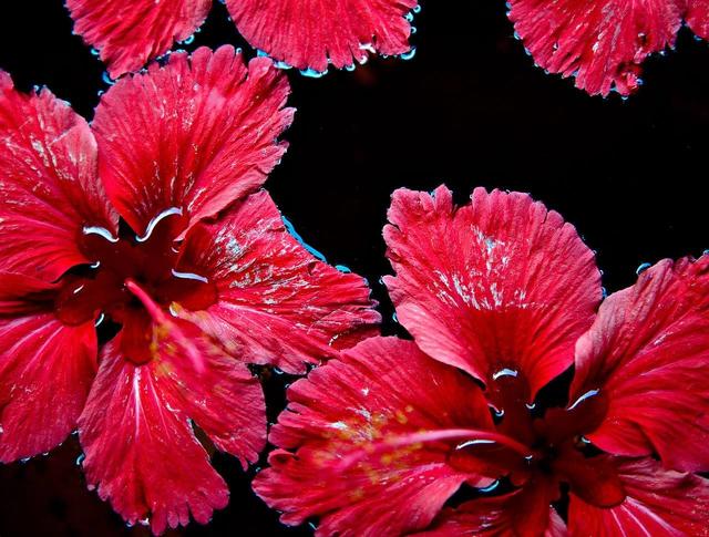 Red flowers floating on the water