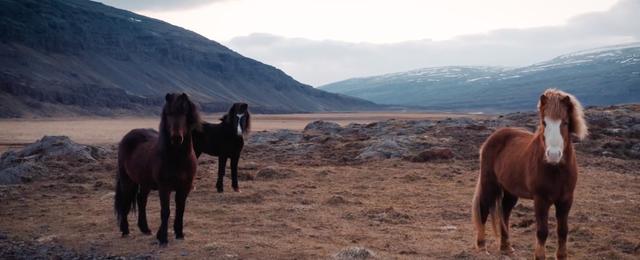 Three ponies standing in the wild countryside in Iceland