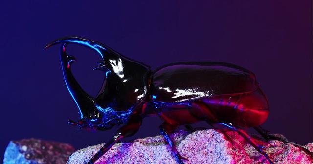 Stag-beetle profile