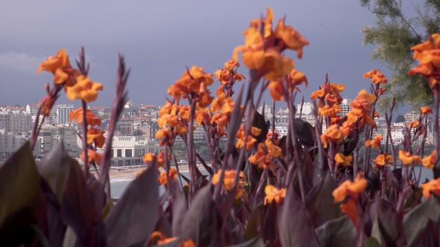 Pink flowers near the seashore