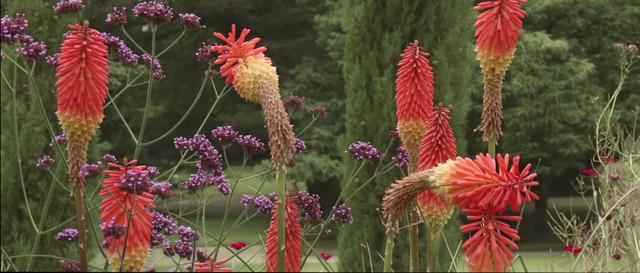 Kniphofia flower in the Cotubín garden garden