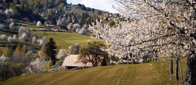 cherry blossom trees