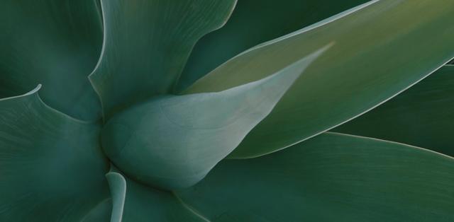 Green succulent plant detail