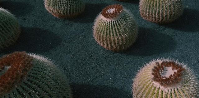 Cacti plant on volcanic sand at Lanzarote, Spain