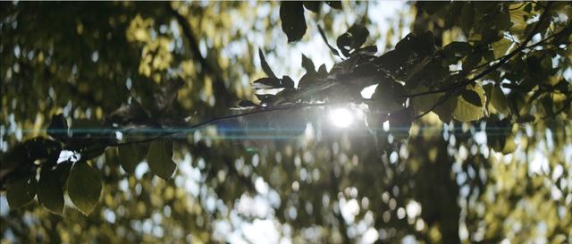 A detail of tree leaves