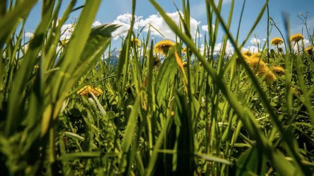 View form green summer field in Austria